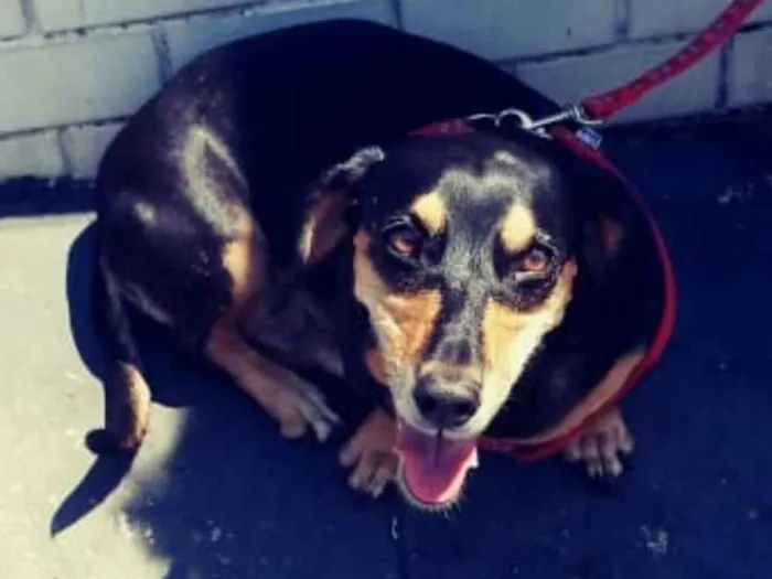 Cachorro ra a Daschund ( mestiço) idade 5 anos nome Duda