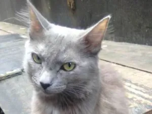 Gato raça  idade 2 anos nome Cinza peluda