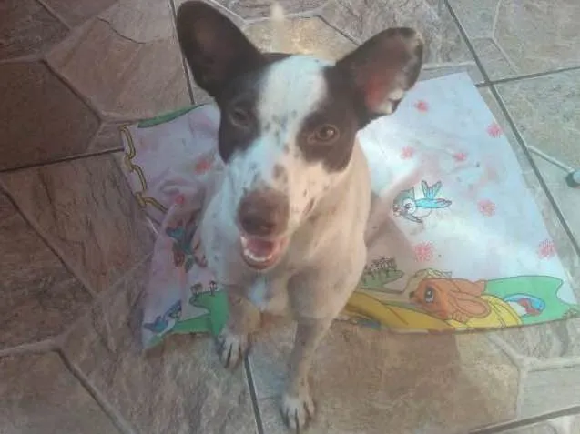 Cachorro ra a srd idade 7 a 11 meses nome Minie