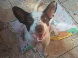 Cachorro raça srd idade 7 a 11 meses nome Minie