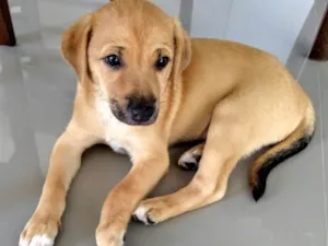 Cachorro raça SRD idade Abaixo de 2 meses nome Cookie
