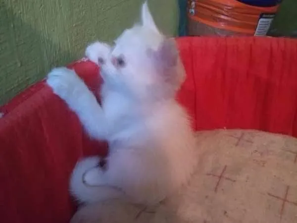 Gato raça Sem Raça Definida idade Abaixo de 2 meses nome Sem nome ainda