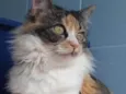 Safira