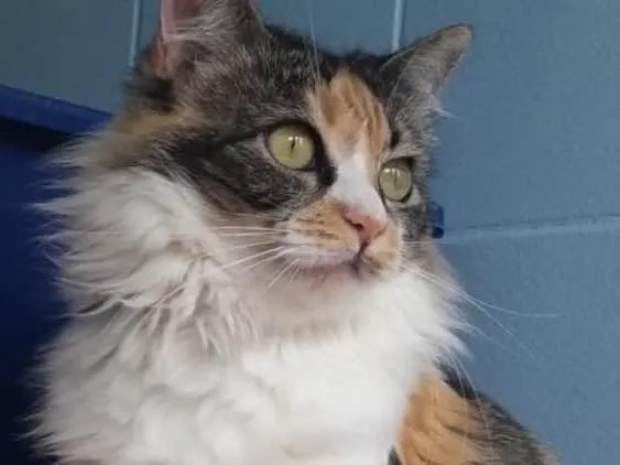 Gato ra a SRD idade 1 ano nome Safira