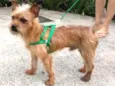 Fred mini chewbacca