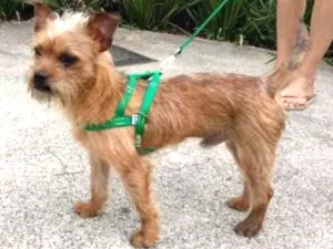 Cachorro raça SRD idade 1 ano nome Fred mini chewbacca