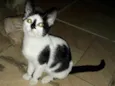 Manchinha