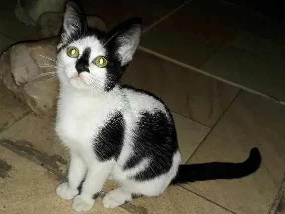 Gato ra a não definida idade 2 a 6 meses nome Manchinha