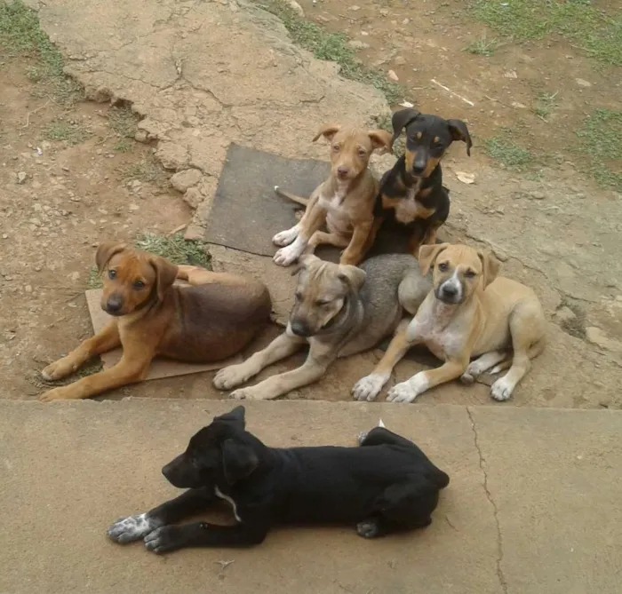 Cachorro ra a SRD idade 2 a 6 meses nome Ainda sem nome 