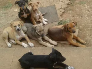 Cachorro raça SRD idade 2 a 6 meses nome Ainda sem nome 