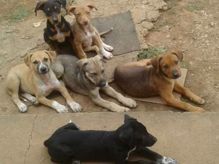Cachorro ra a SRD idade 2 a 6 meses nome Ainda sem nome 
