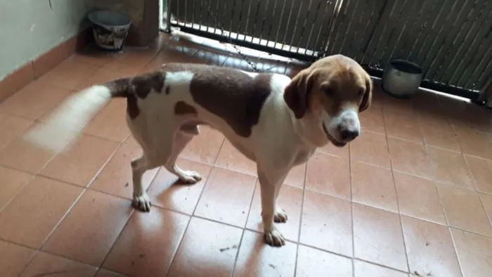 Cachorro raça Srd idade 3 anos nome Pipoca 