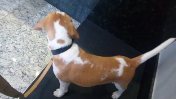 Cachorro ra a Beagle  idade 2 a 6 meses nome Hunior