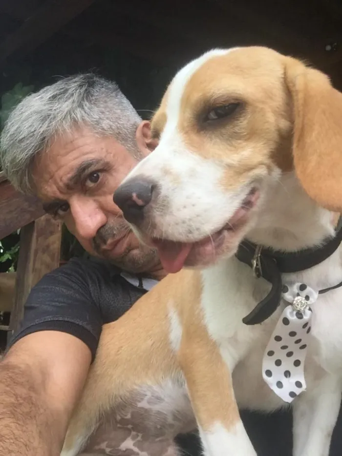 Cachorro ra a Beagle  idade 2 a 6 meses nome Hunior