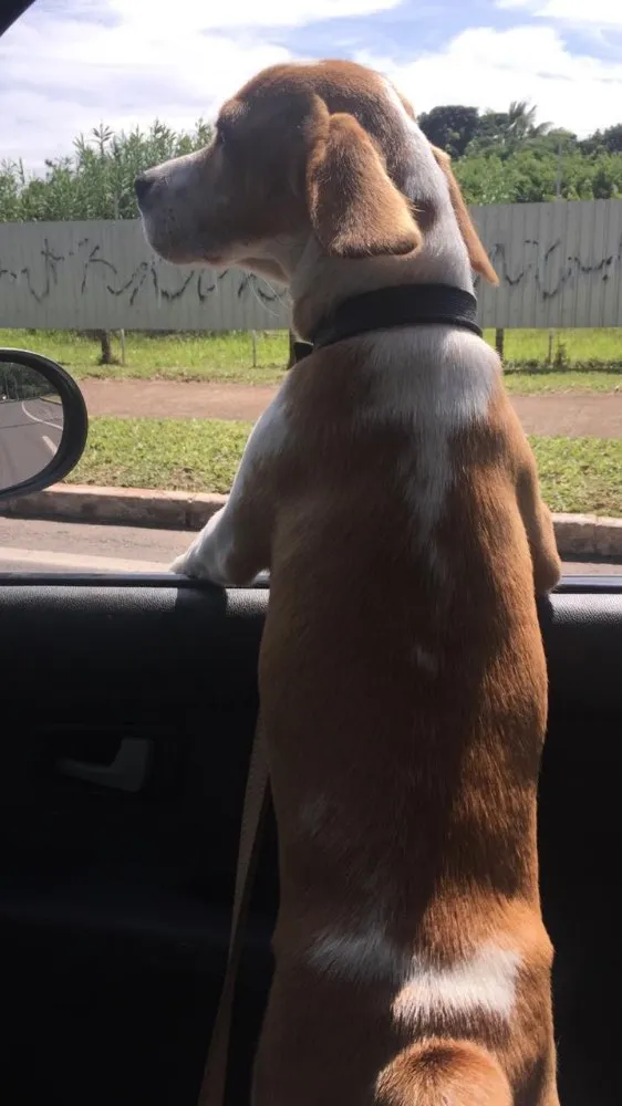 Cachorro ra a Beagle  idade 2 a 6 meses nome Hunior