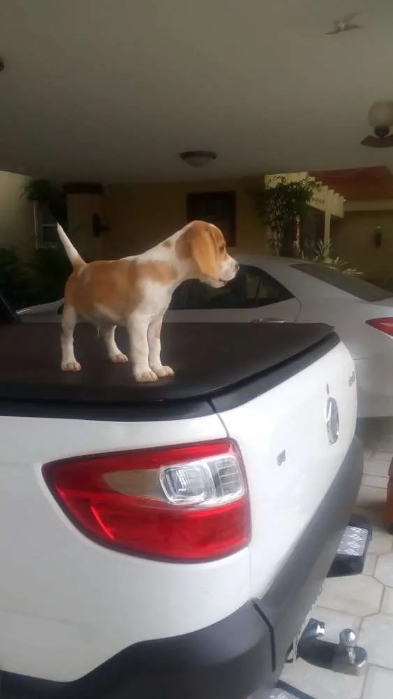 Cachorro ra a Beagle  idade 2 a 6 meses nome Hunior