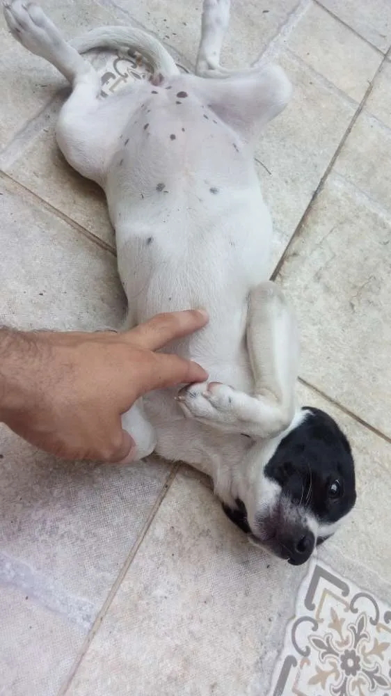 Cachorro ra a Não definida idade 2 a 6 meses nome Pipoca