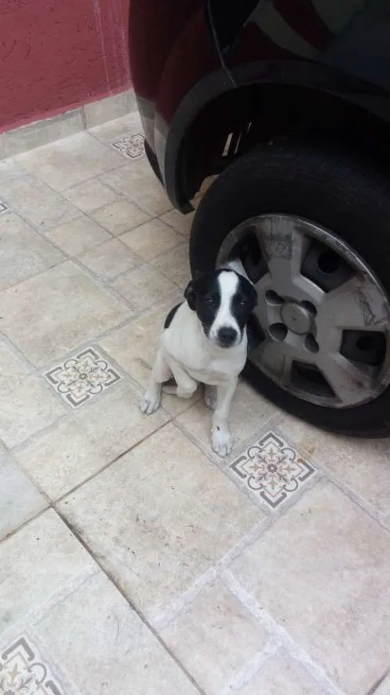 Cachorro ra a Não definida idade 2 a 6 meses nome Pipoca