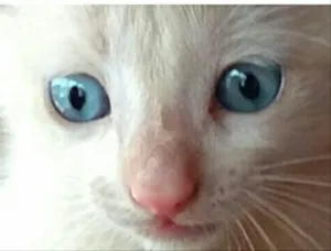 Gato raça SRD idade Abaixo de 2 meses nome Mingau 