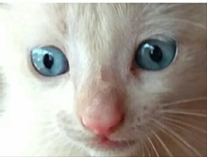 Gato ra a SRD idade Abaixo de 2 meses nome Mingau 