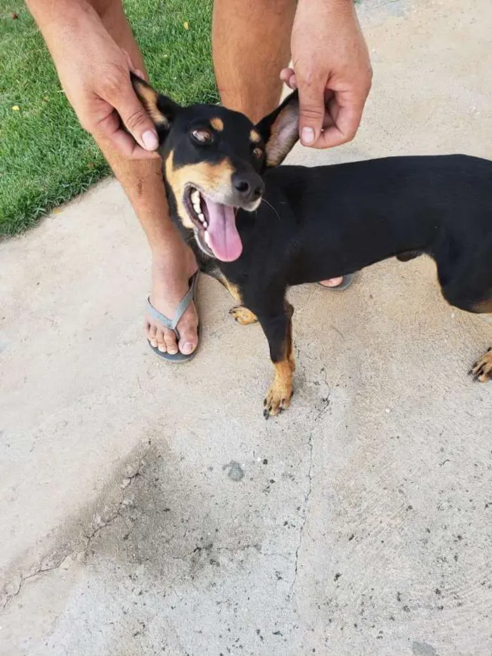 Cachorro ra a Srd idade 1 ano nome Snoop