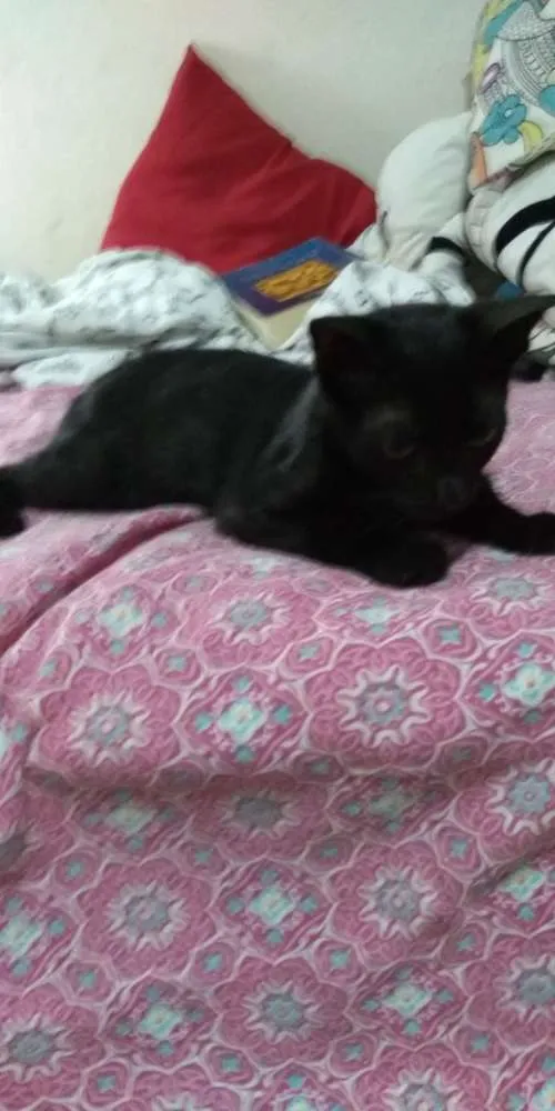 Gato ra a  idade 2 a 6 meses nome Lilith