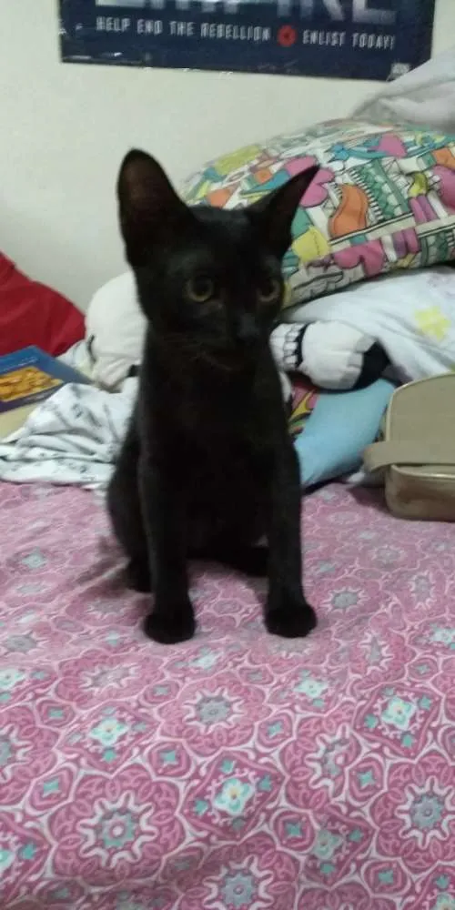 Gato ra a  idade 2 a 6 meses nome Lilith