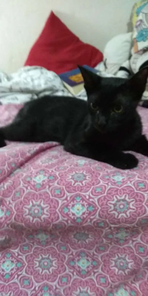 Gato ra a  idade 2 a 6 meses nome Lilith
