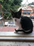 Manchinha