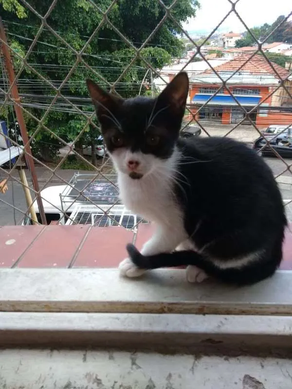 Gato ra a SRD idade Abaixo de 2 meses nome Manchinha