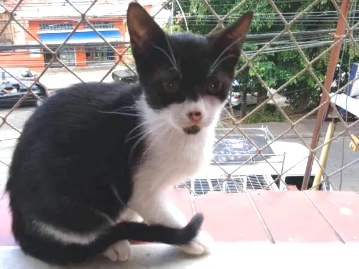 Gato ra a SRD idade Abaixo de 2 meses nome Manchinha