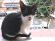 Manchinha