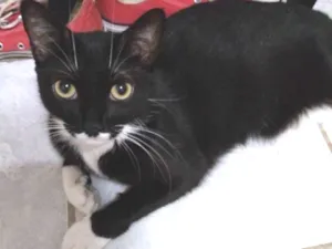 Gato raça  idade 2 anos nome Luna