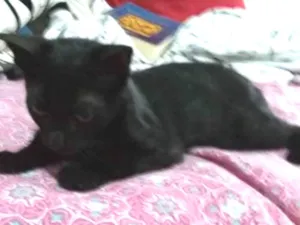 Gato raça  idade 2 a 6 meses nome Lilith