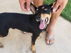 Cachorro raça Srd idade 1 ano nome Snoop