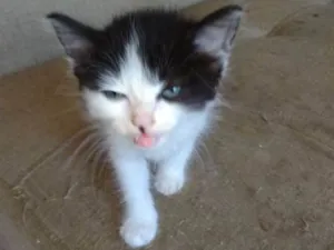 Gato raça SRD idade Abaixo de 2 meses nome Dengoso