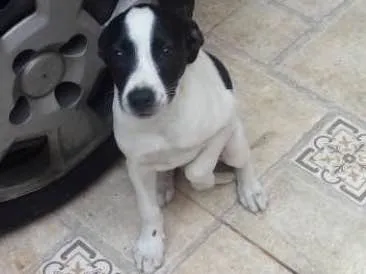 Cachorro ra a Não definida idade 2 a 6 meses nome Pipoca