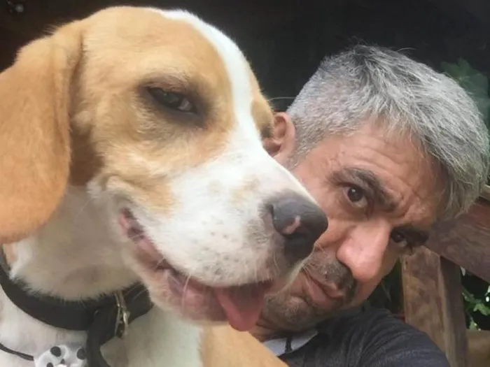 Cachorro ra a Beagle  idade 2 a 6 meses nome Hunior