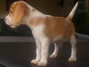 Cachorro raça Beagle  idade 2 a 6 meses nome Hunior