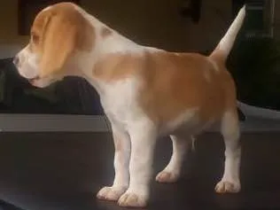 Cachorro ra a Beagle  idade 2 a 6 meses nome Hunior