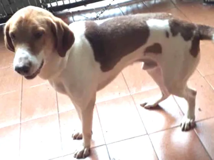 Cachorro raça Srd idade 3 anos nome Pipoca 