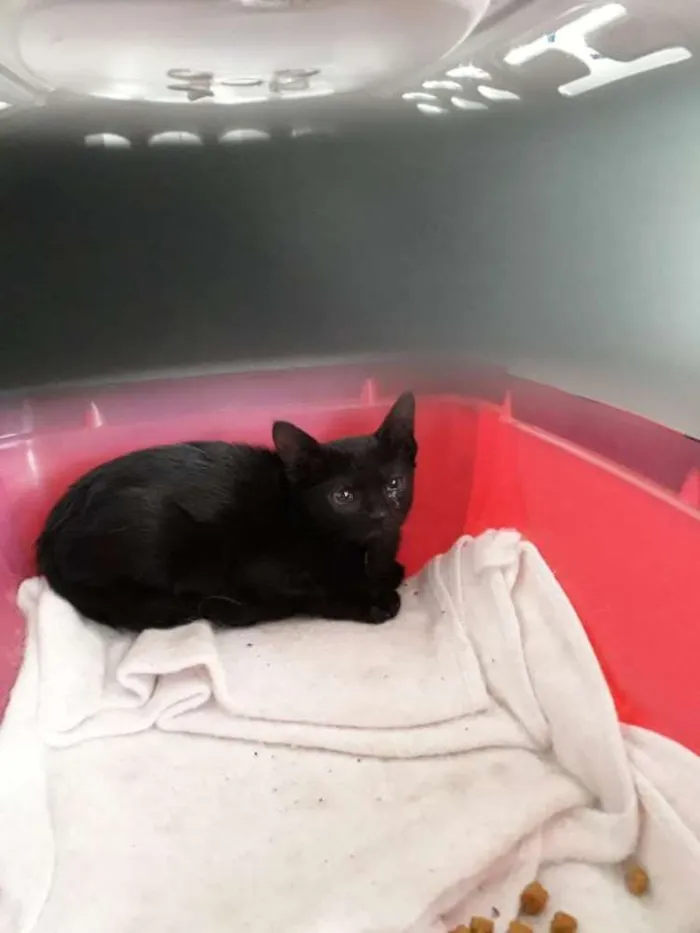 Gato ra a Indefinida idade Abaixo de 2 meses nome Sem nome