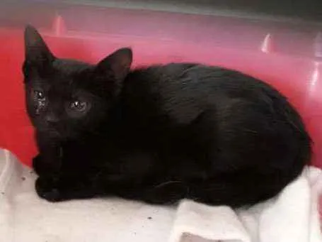 Gato ra a Indefinida idade Abaixo de 2 meses nome Sem nome