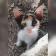 Princesa
