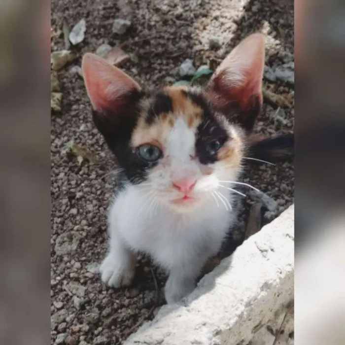 Gato ra a Indefinida idade Abaixo de 2 meses nome Princesa
