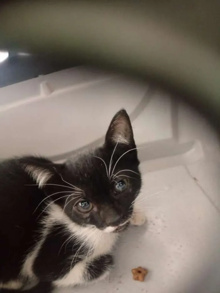 Gato ra a Indefinida idade 2 a 6 meses nome Sem nome