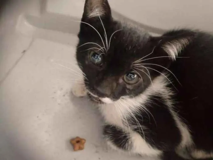 Gato ra a Indefinida idade 2 a 6 meses nome Sem nome