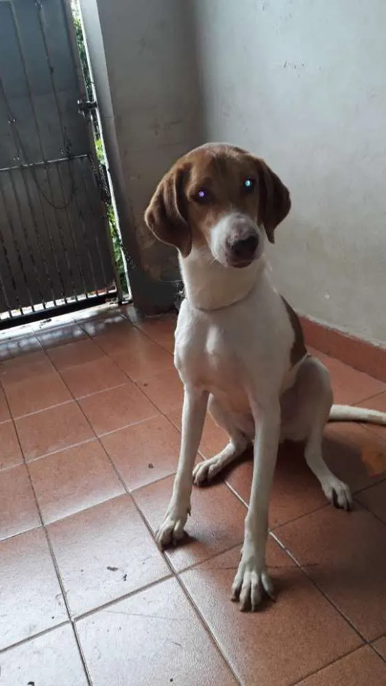 Cachorro raça Srd idade 3 anos nome Pipoka 