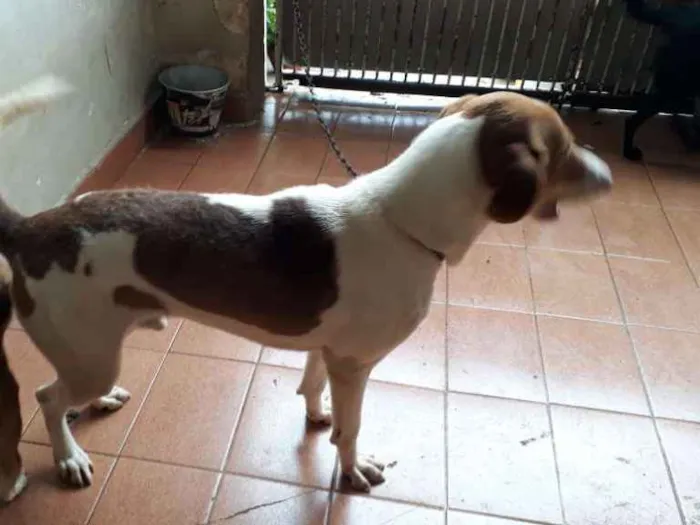 Cachorro raça Srd idade 3 anos nome Pipoka 
