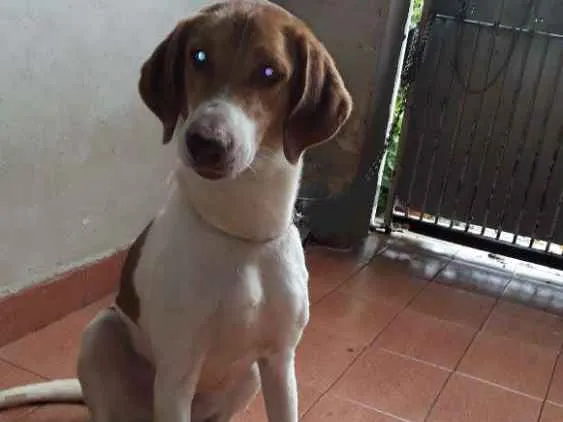 Cachorro raça Srd idade 3 anos nome Pipoka 